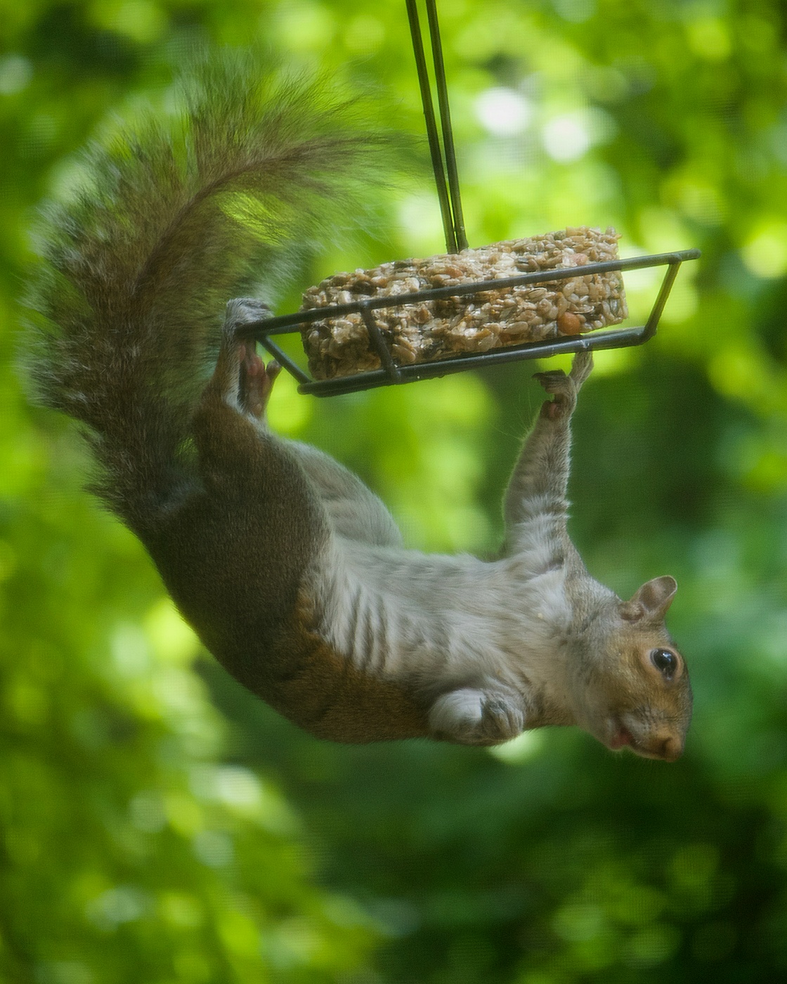 Shot through a screened window so technically not a perfect image, nonetheless I just could not throw this one away. Sometimes subject matter beats out technical deficiencies.