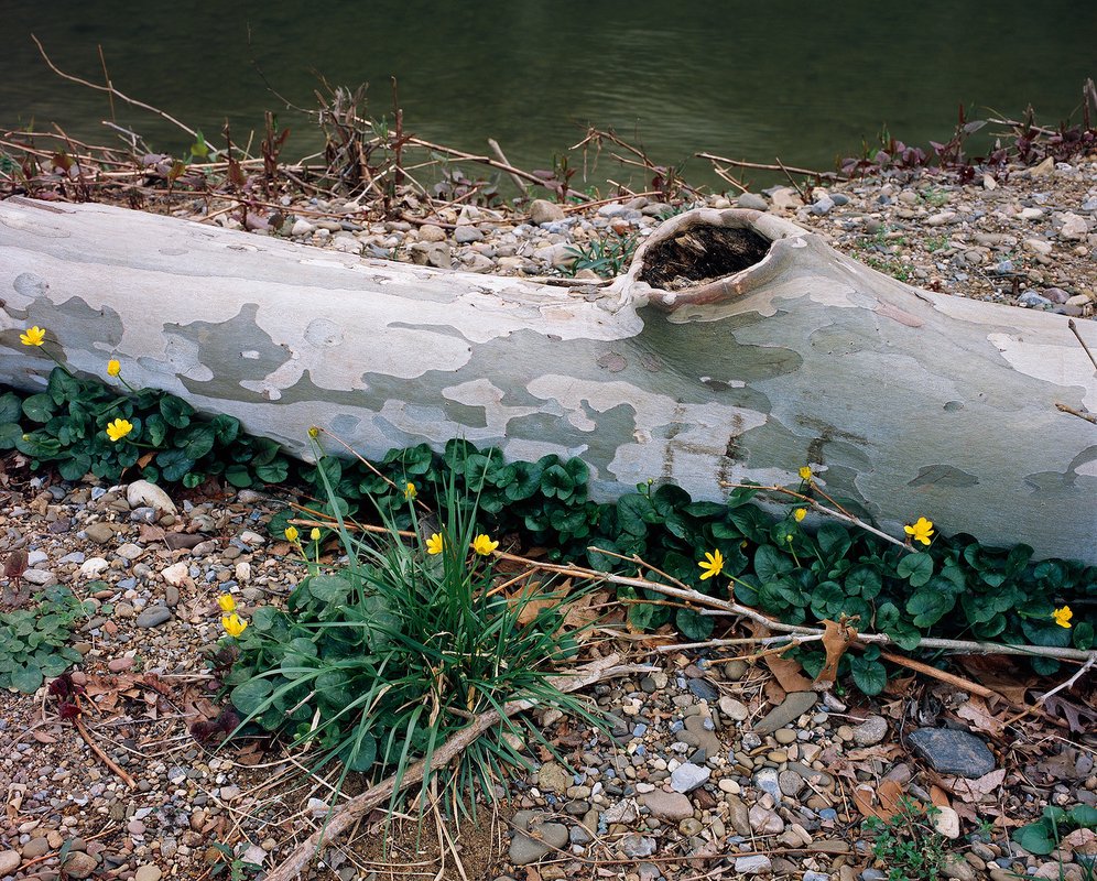 At Rest A fallen tree lies at rest, surrounded by flowers, next to the river.