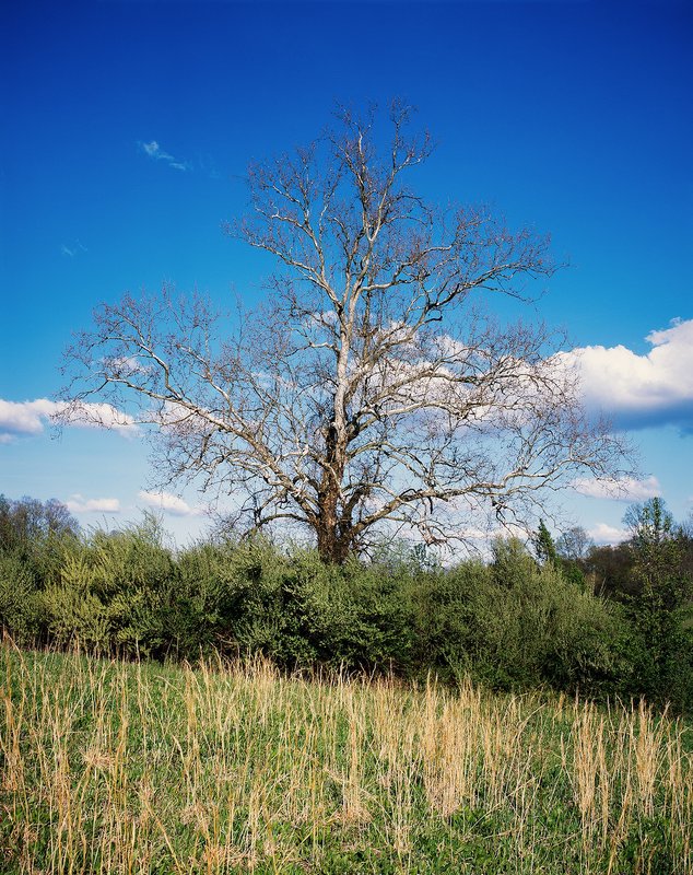 Spring Tree The bare branches of winter begin to give way to the new growth of spring.
