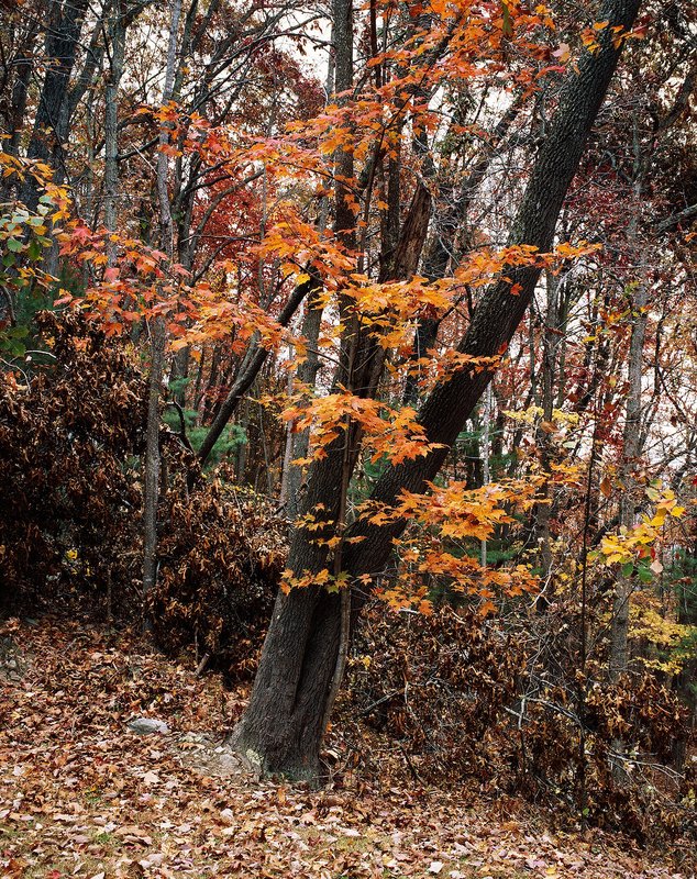 Winter is Coming Freshly fallen leaves carpet the ground, while those still holding on turn a brighter shade of orange.