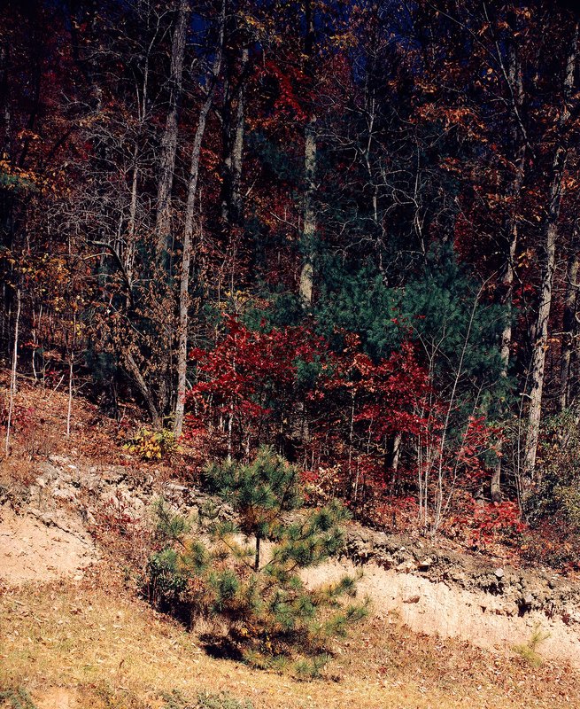 Young Pine A young pine tree stands on the edge of a forested mountainside.