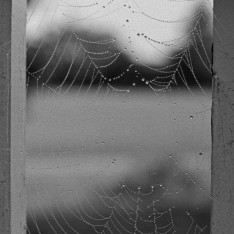 Dew-covered Web