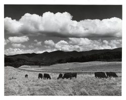 Cattle and Clouds